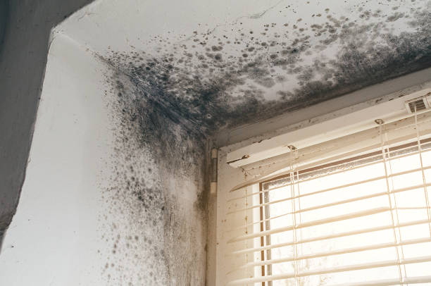 Trusted Crawl Space Mold Removal service in Hillsdale, NJ - Cheap Mold Removal