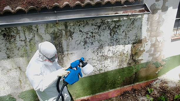 Trusted Attic Mold Removal service in Hillsdale, NJ - Cheap Mold Removal